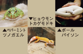 写真　左上：ペパーミントツノガエル　中央下：ヒョウモントカゲモドキ　右上：ボールパイソン