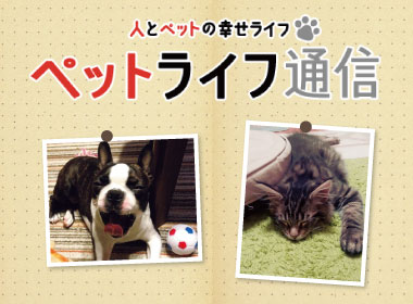 キャンペーン